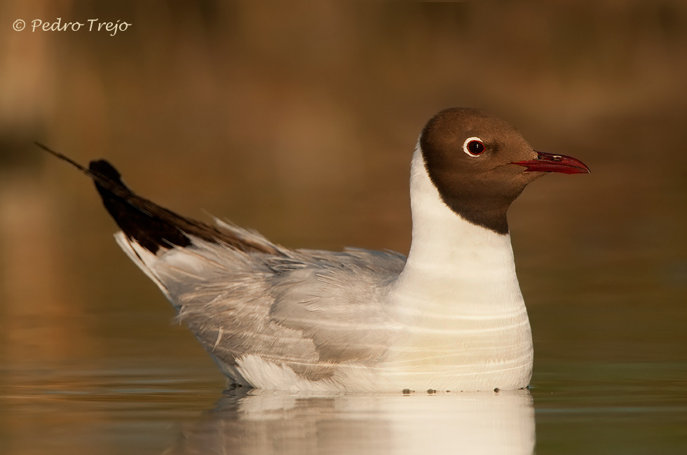 Gaviota reidora ( Larus ridibundus )